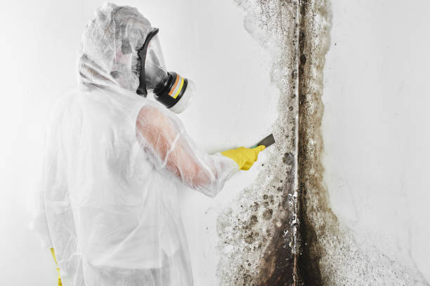 Best Attic Mold Removal  in Port Dickinson, NY