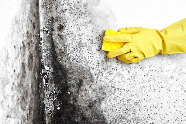 Best Local Mold Removal Service  in Port Dickinson, NY