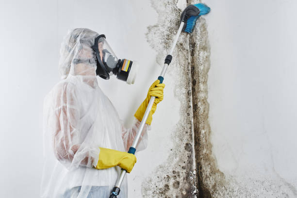 Best Affordable Mold Removal  in Port Dickinson, NY