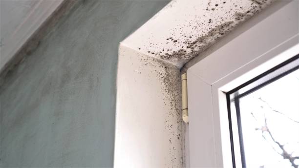 Mold Removal Process in Port Dickinson, NY
