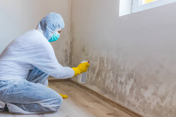 Best Mold Removal and Inspection  in Port Dickinson, NY