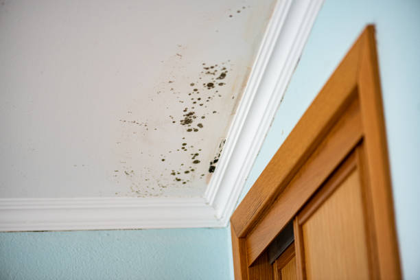 Best Mold Remediation  in Port Dickinson, NY