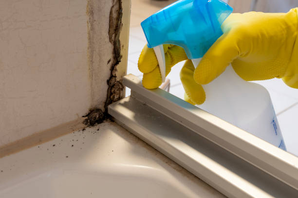 Best Emergency Mold Removal  in Port Dickinson, NY
