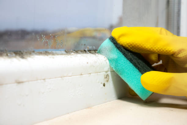 Best Toxic Mold Removal  in Port Dickinson, NY