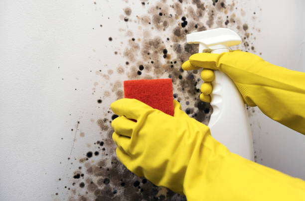 Best Professional Mold Removal  in Port Dickinson, NY