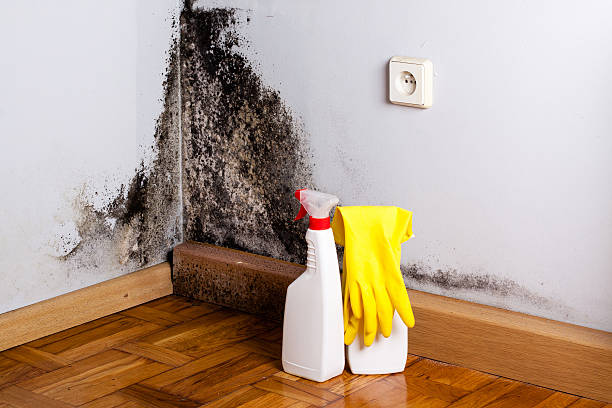 Certified Mold Removal in Port Dickinson, NY