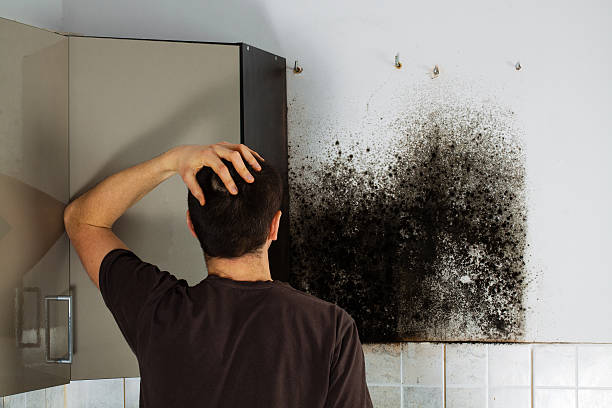 Reliable Port Dickinson, NY Mold Removal Solutions
