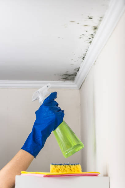 Best Mold Removal Company Near Me  in Port Dickinson, NY